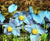 Excellent blue poppy like flowers with yellow stamens